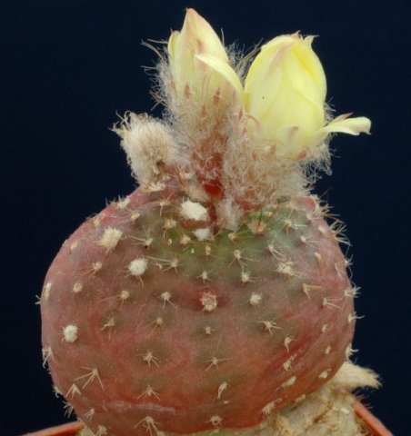 Frailea_itaquensis_1